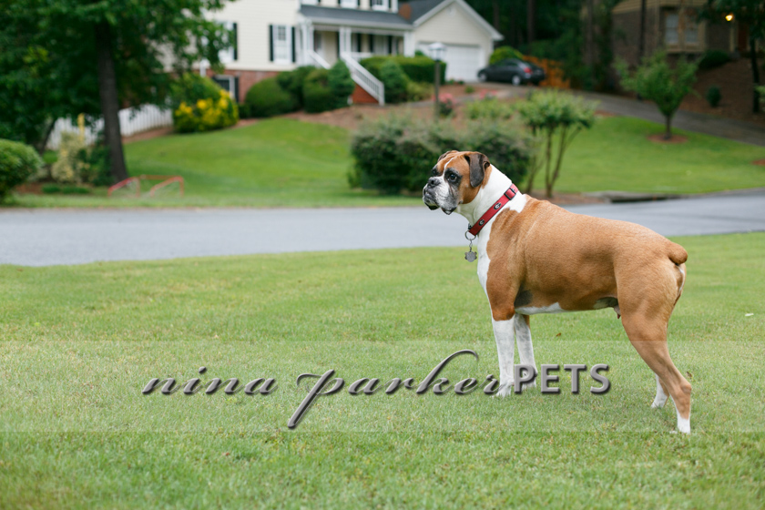 Atlanta-Pet-Dog-Photographer-Nina-Parker-PhotographyIMG_0343