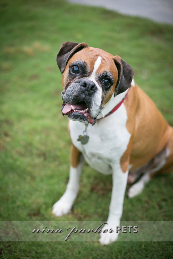 Atlanta-Pet-Dog-Photographer-Nina-Parker-PhotographyIMG_0375