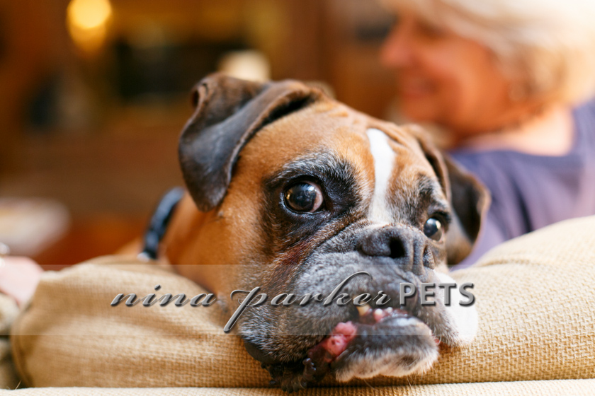 Atlanta-Pet-Dog-Photographer-Nina-Parker-PhotographyIMG_0414