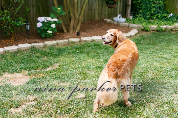 Golden_Retriever_Atlanta_NinaParker_PETS_IMG_0127