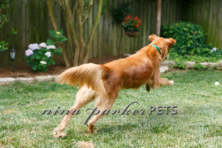 Golden_Retriever_Atlanta_NinaParker_PETS_IMG_0132