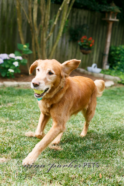 Golden_Retriever_Atlanta_NinaParker_PETS_IMG_0156