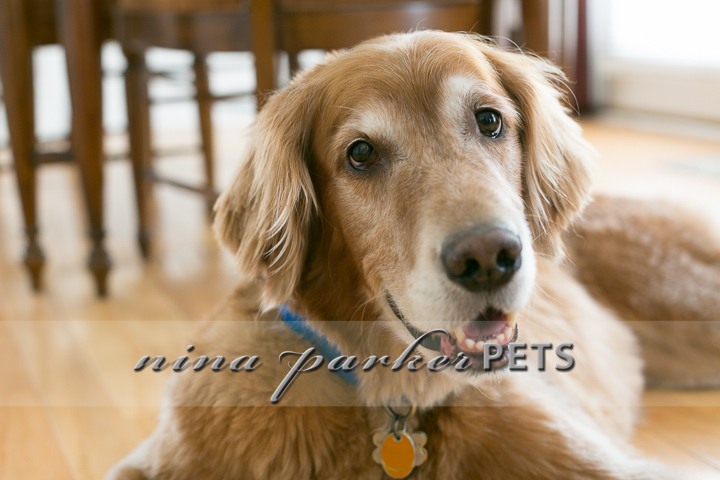 Golden_Retriever_Atlanta_NinaParker_PETS_IMG_0192