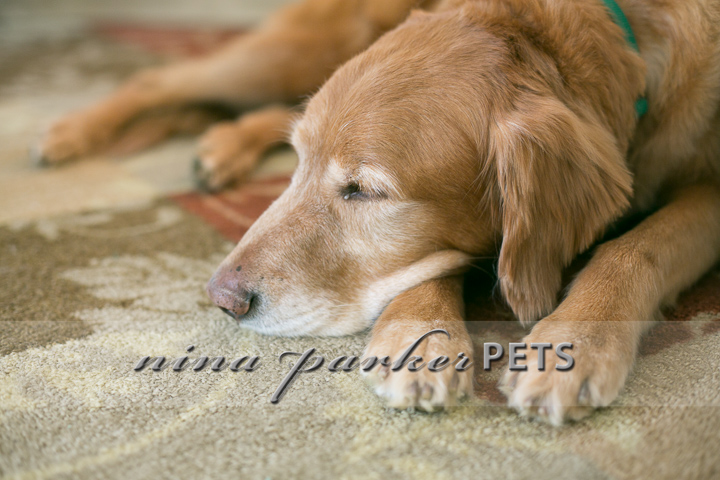 Golden_Retriever_Atlanta_NinaParker_PETS_IMG_0195