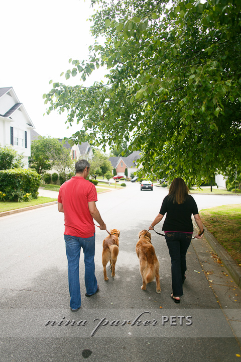 Golden_Retriever_Atlanta_NinaParker_PETS_IMG_0212