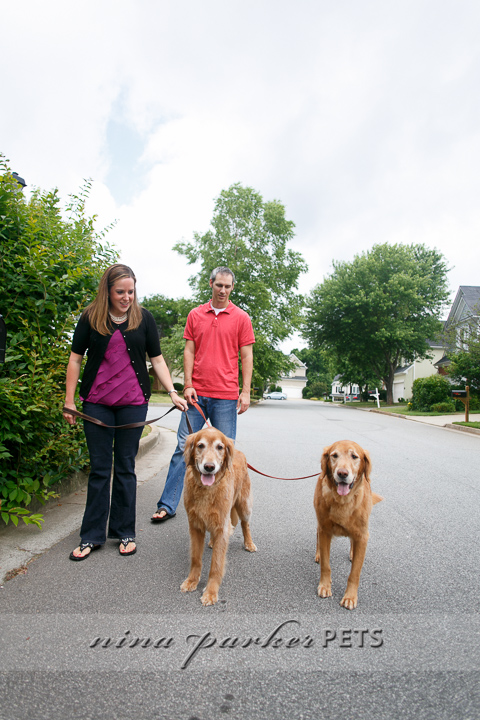 Golden_Retriever_Atlanta_NinaParker_PETS_IMG_0217