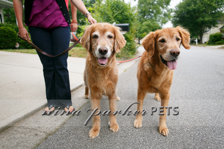 Golden_Retriever_Atlanta_NinaParker_PETS_IMG_0220