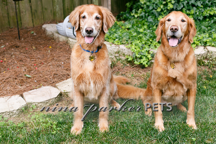 Golden_Retriever_Atlanta_NinaParker_PETS_IMG_0239