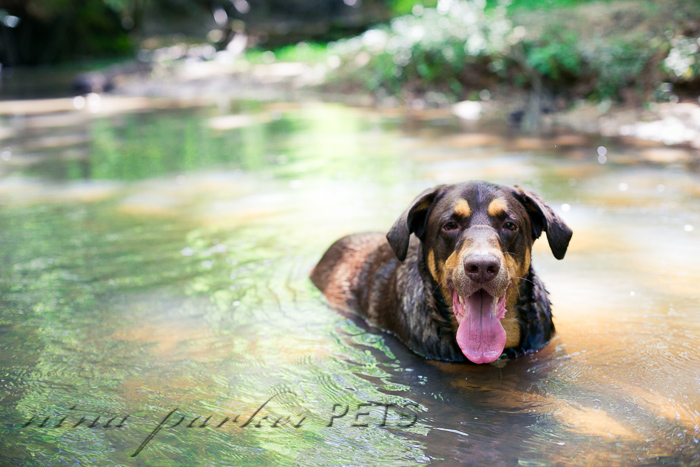 Atlanta.dog.photographer.Zeus.NinaParkerPets.IMG_8288