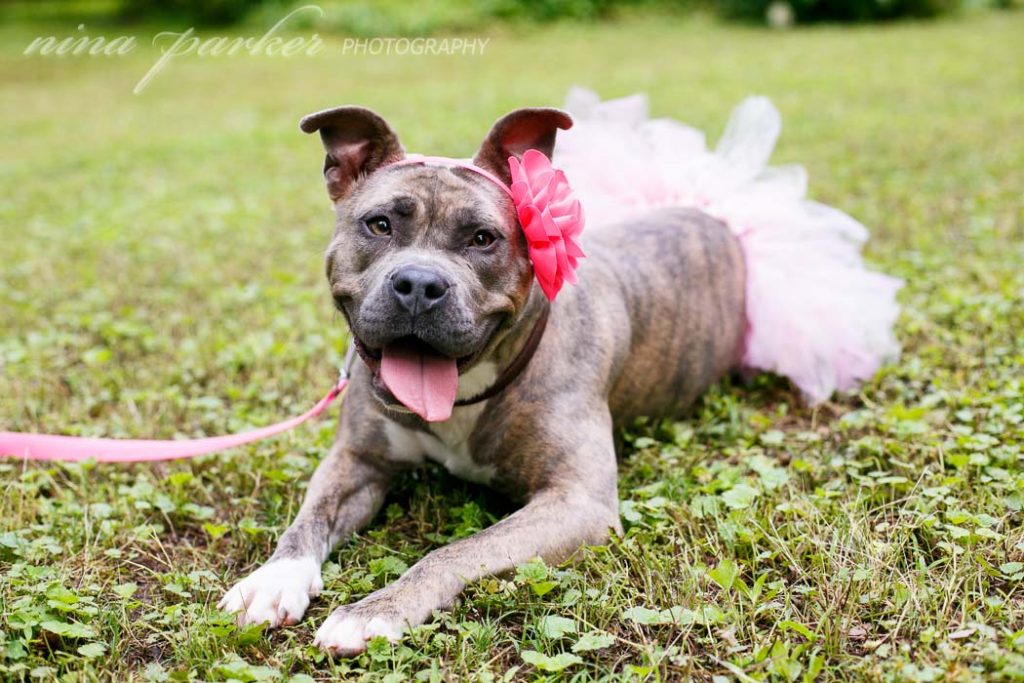 HomelessPets-PitbullRescue-NinaParkerPets-9478