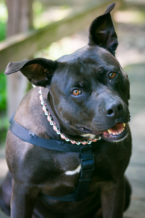 Atlanta-Dog-Photographer-NinaParkerPets-Sophia2922