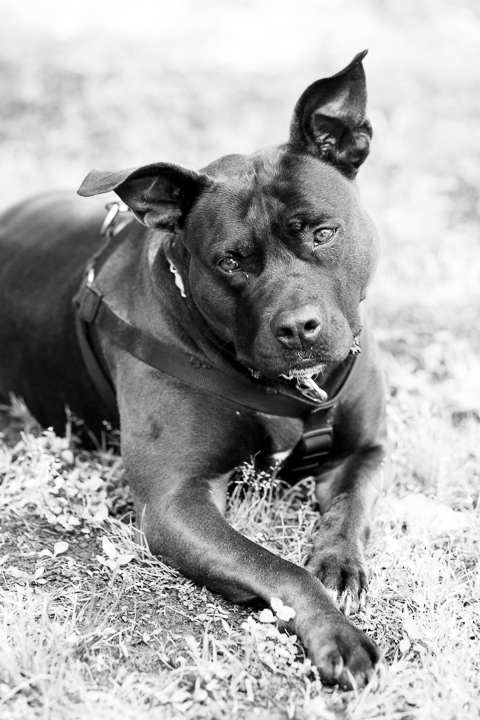 Atlanta-Dog-Photographer-NinaParkerPets-Sophia2988
