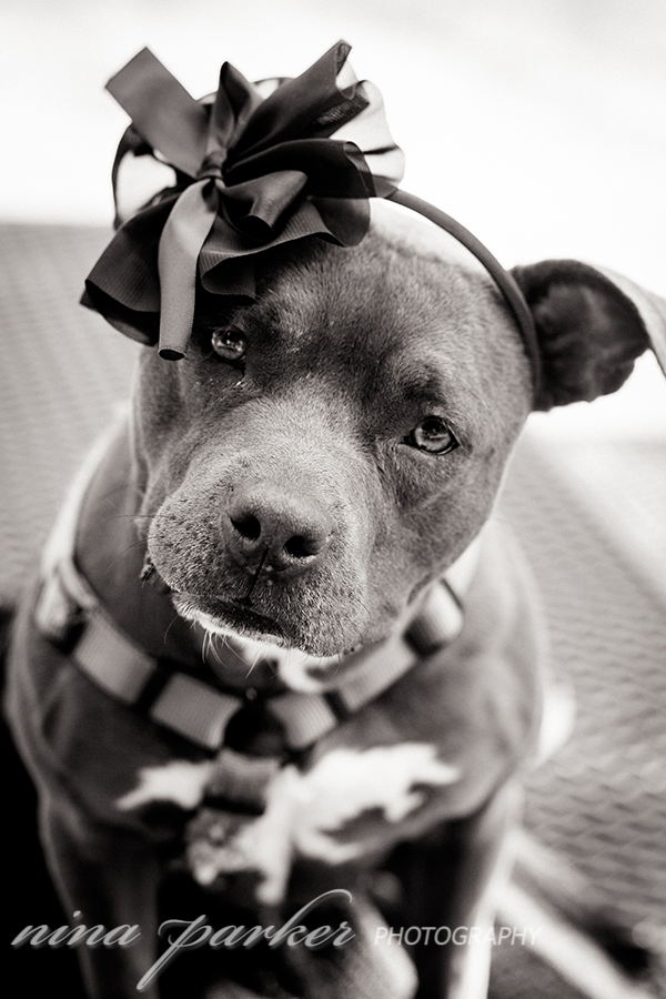 Pitbull-Glamour-DogPortrait-NinaParkerPets0119
