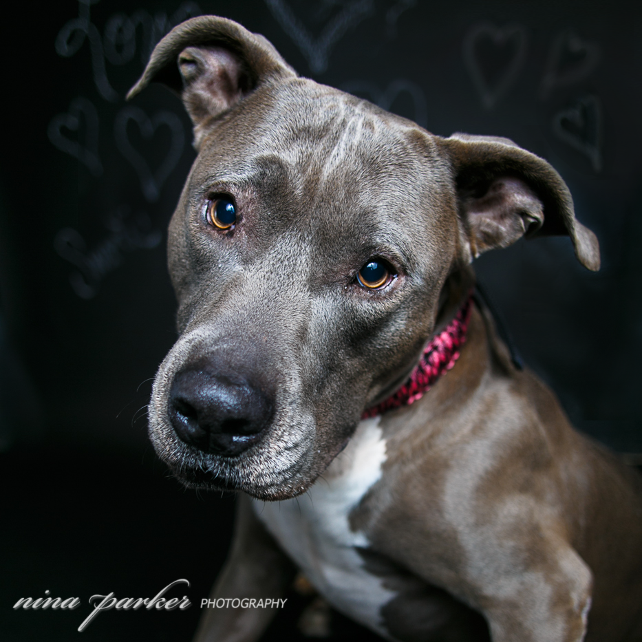 Pitbull_portrait_Atlanta_DogPhotographer_NinaParker