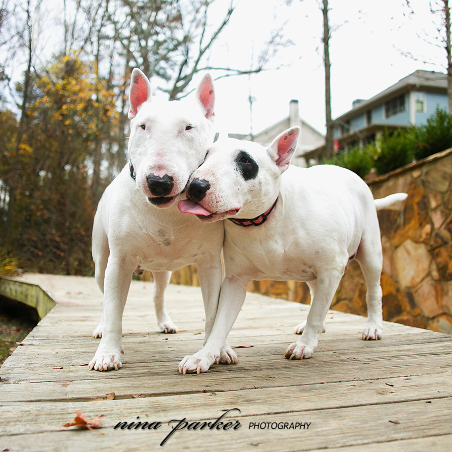 BullTerrier-Siblings-Dog-Portrait-NinaParkerPets