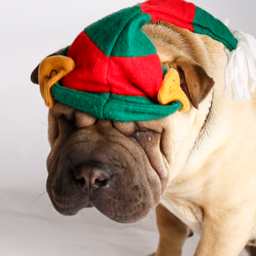 Sharpei-DogPortrait-NinaParkerPets-0116-2