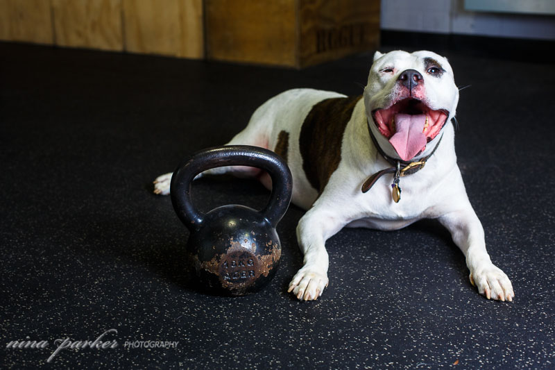 crossfit_dog_ninaparkerphotography_4458