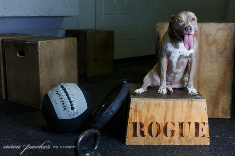 crossfit_dog_ninaparkerphotography_4481