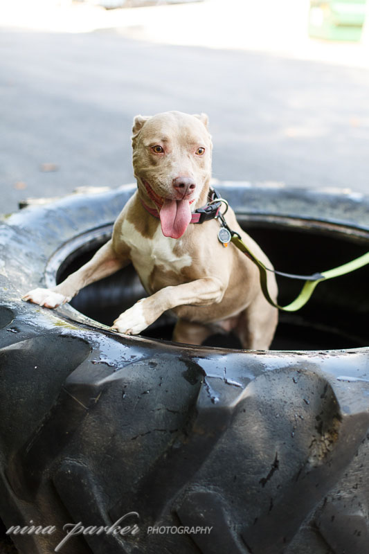 crossfit_dog_ninaparkerphotography_4503