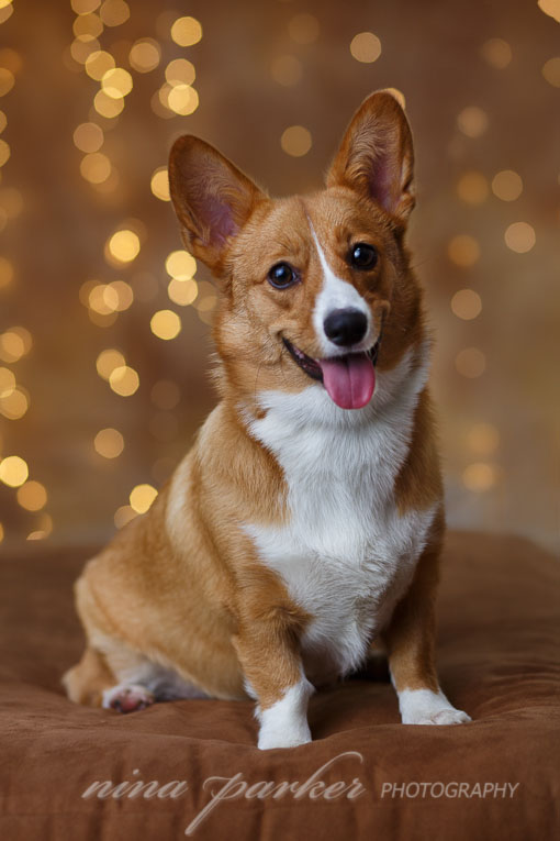 Corgi puppy with fairy lights, Holiday portrait of Corgi Puppy