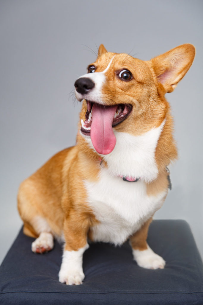 Corgi portrait