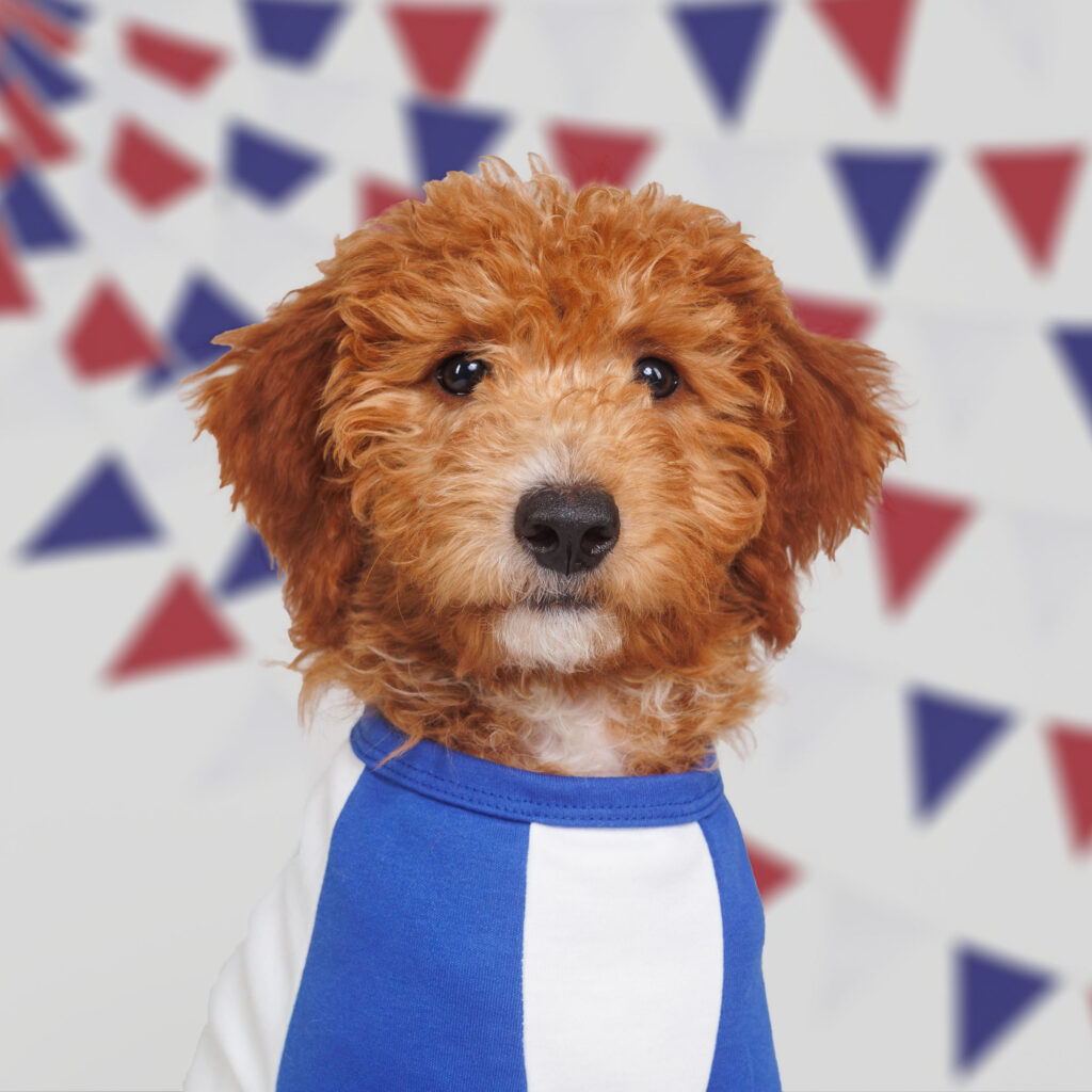 puppy in blue and white baseball jersey, atlanta dog photography studio session
